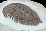 Lower Cambrian Trilobite (Longianda) - Issafen, Morocco #128984-3